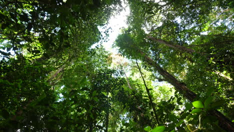 Amazonian-forest-French-Guiana,-filming-canopy-from-under-the-trees.
